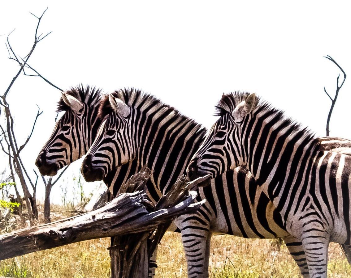 Muweti Bush Lodge Grietjie Game Reserve 외부 사진