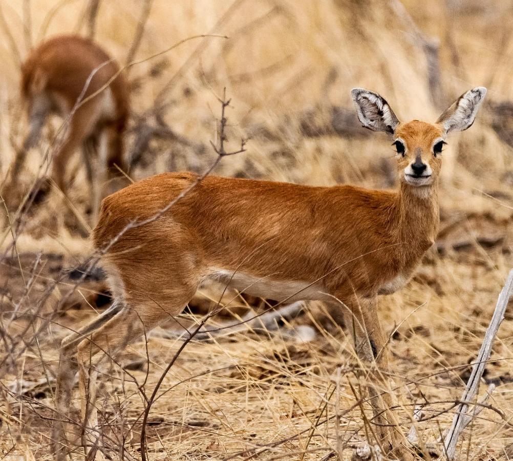 Muweti Bush Lodge Grietjie Game Reserve 외부 사진