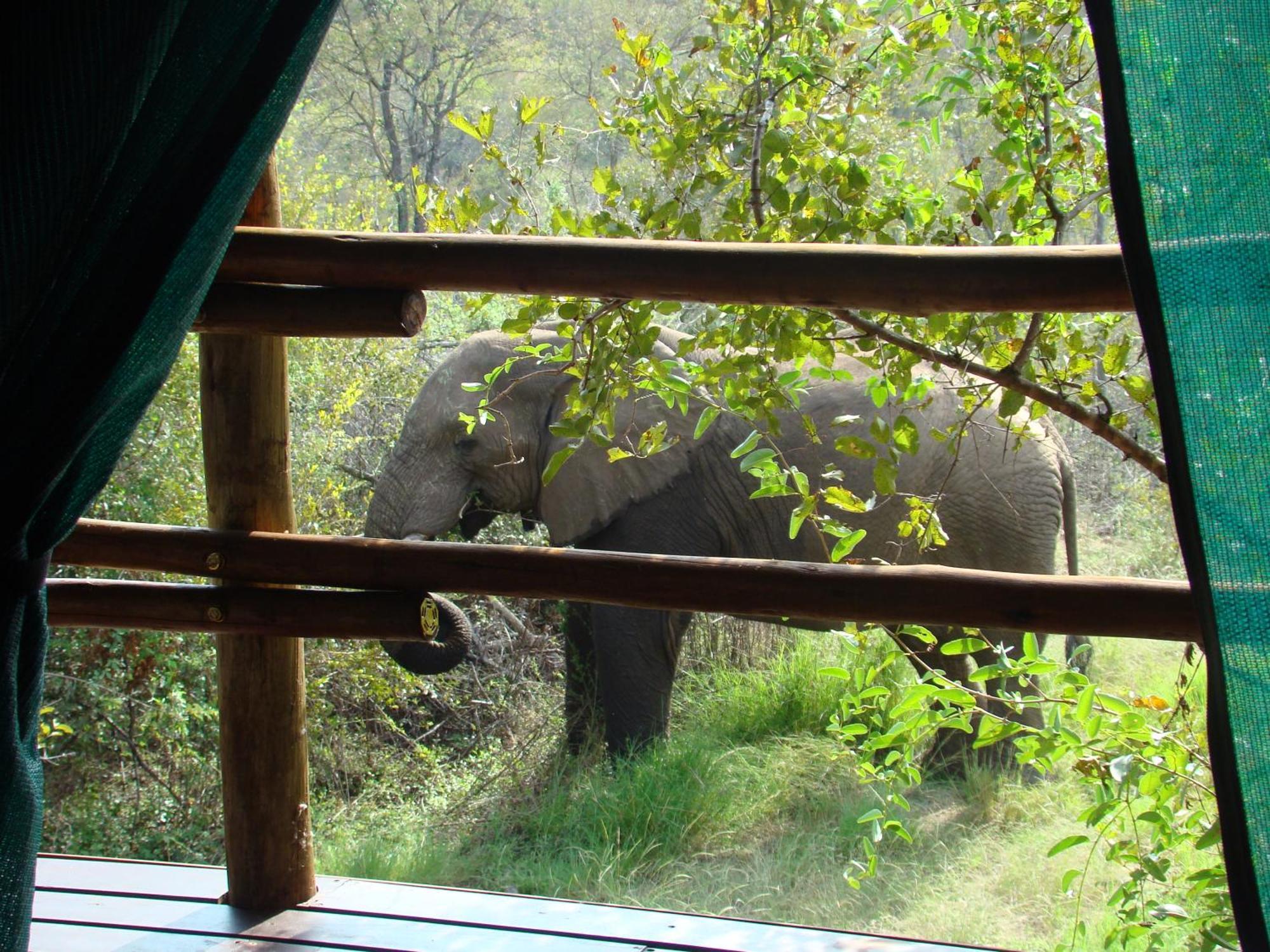 Muweti Bush Lodge Grietjie Game Reserve 객실 사진
