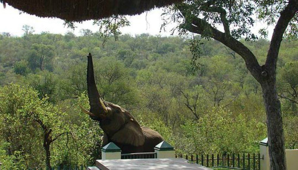 Muweti Bush Lodge Grietjie Game Reserve 외부 사진