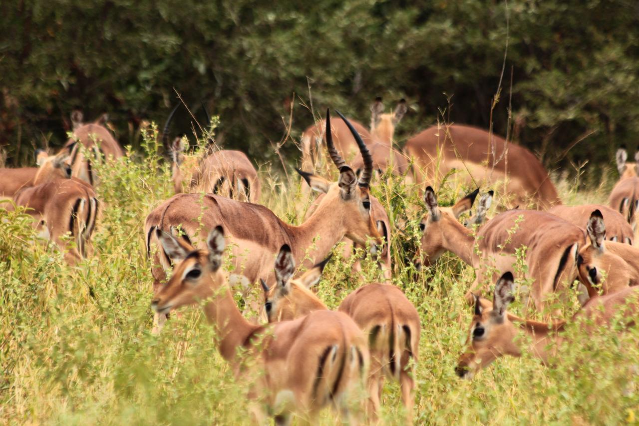 Muweti Bush Lodge Grietjie Game Reserve 외부 사진