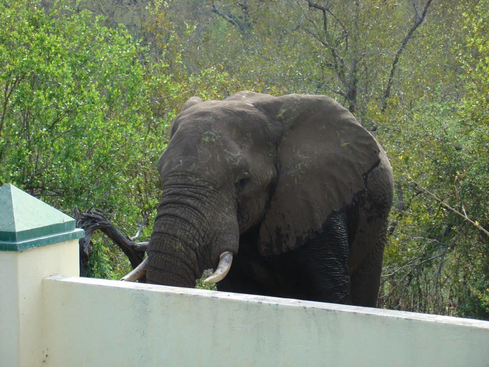 Muweti Bush Lodge Grietjie Game Reserve 외부 사진